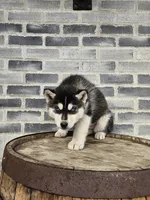 processed/3bf165e2-0b24-428f-9cb0-75df13e380d4/listing/475a022f-b571-4c02-9b25-e4afd9d1c0c5/462bab0a-b464-42d1-8afd-d27d1b7d99fe