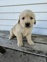 Joanne , a female English Cream Golden Retriever for sale in Grabill, IN – Photo 6 of 7