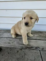 Joanne , a female English Cream Golden Retriever for sale in Grabill, IN – Photo 4 of 7