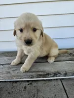 Joanne , a female English Cream Golden Retriever for sale in Grabill, IN – Photo 2 of 7