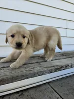 Joanne , a female English Cream Golden Retriever for sale in Grabill, IN – Photo 7 of 7