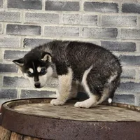 Jordan, a male Siberian Husky for sale in Grabill, IN – Photo 4 of 8