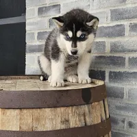 Jordan, a male Siberian Husky for sale in Grabill, IN – Photo 8 of 8