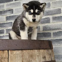 Jordan, a male Siberian Husky for sale in Grabill, IN – Photo 1 of 8