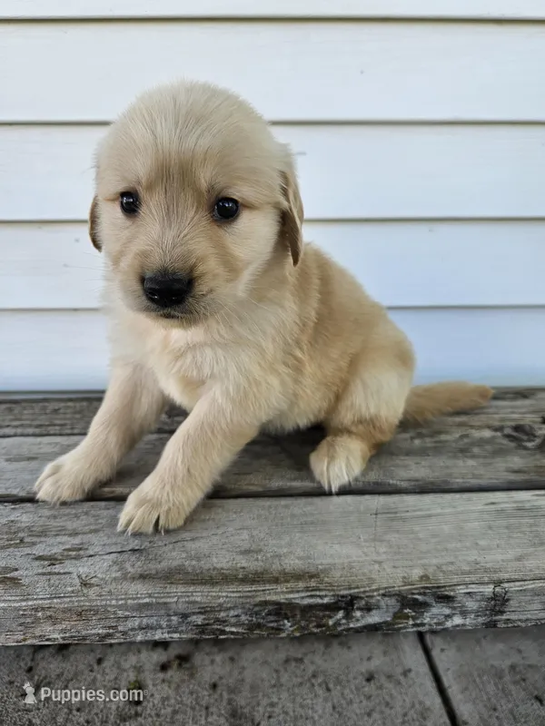Joanne  – English Cream Golden Retriever puppy for sale in Grabill, IN