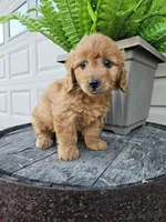 bella, a female Miniature Goldendoodle for sale in Grabill, IN – 3 of 10