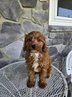 blaze, a male Cavapoo for sale in Grabill, IN – 6 of 10