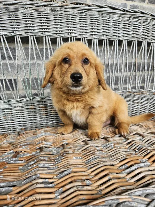 Rallfy – Goldendoodle puppy for sale in Grabill, IN