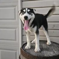 sally, a female Siberian Husky for sale in Grabill, IN – Photo 8 of 8