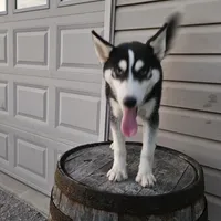 sally, a female Siberian Husky for sale in Grabill, IN – Photo 7 of 8