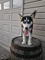 sally, a female Siberian Husky for sale in Grabill, IN – Photo 7 of 8