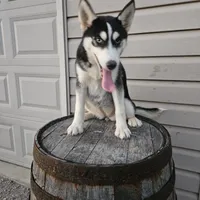 sally, a female Siberian Husky for sale in Grabill, IN – Photo 1 of 8