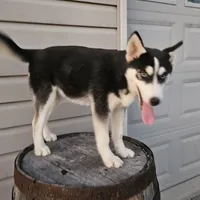 sally, a female Siberian Husky for sale in Grabill, IN – Photo 3 of 8