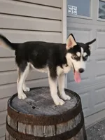 sally, a female Siberian Husky for sale in Grabill, IN – Photo 3 of 8