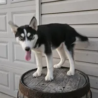 sally, a female Siberian Husky for sale in Grabill, IN – Photo 6 of 8