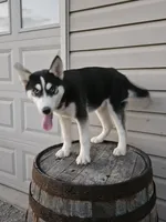 sally, a female Siberian Husky for sale in Grabill, IN – Photo 6 of 8