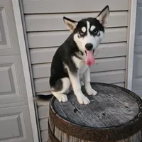 sally, a female Siberian Husky for sale in Grabill, IN – Photo 2 of 8