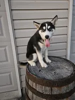 sally, a female Siberian Husky for sale in Grabill, IN – Photo 2 of 8