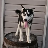 sally, a female Siberian Husky for sale in Grabill, IN – Photo 4 of 8