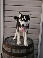 sally, a female Siberian Husky for sale in Grabill, IN – Photo 4 of 8