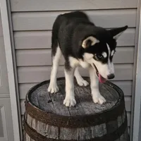 sally, a female Siberian Husky for sale in Grabill, IN – Photo 5 of 8