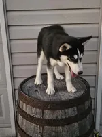 sally, a female Siberian Husky for sale in Grabill, IN – Photo 5 of 8