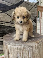 sally, a female Poodle - Toy  for sale in Grabill, IN – 8 of 10