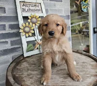 Richard, a male Poodle - Toy  for sale in Grabill, IN – Photo 7 of 8