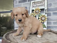 Richard, a male Poodle - Toy  for sale in Grabill, IN – Photo 5 of 8