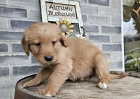 Richard, a male Poodle - Toy  for sale in Grabill, IN – Photo 8 of 8