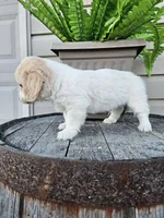 Kevin, a male Miniature Goldendoodle for sale in Grabill, IN – 6 of 10