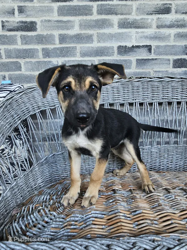 Sammy – German Shepherd Dog puppy for sale in Grabill, IN