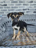 Sammy, a male German Shepherd Dog for sale in Grabill, IN – 1 of 9