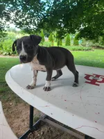Lady, a female Pomeranian for sale in Grabill, IN – Photo 7 of 7