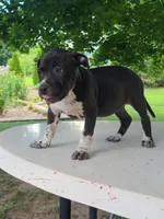 Lady, a female Pomeranian for sale in Grabill, IN – Photo 2 of 7