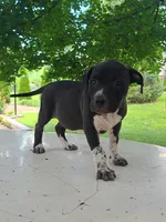 Lady, a female Pomeranian for sale in Grabill, IN – Photo 3 of 7