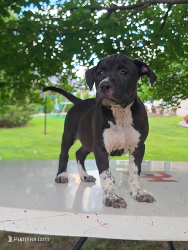 Lady, a female Pomeranian for sale in Grabill, IN – Photo 1 of 7
