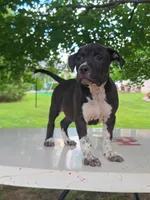 Lady, a female Pomeranian for sale in Grabill, IN – Photo 1 of 7