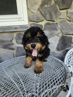 ace, a male Poodle - Toy  for sale in Grabill, IN – 4 of 10
