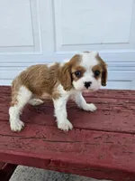 Sally, a female Cavalier King Charles Spaniel for sale in Grabill, IN – Photo 2 of 8