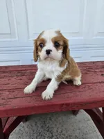 Sally, a female Cavalier King Charles Spaniel for sale in Grabill, IN – Photo 3 of 8