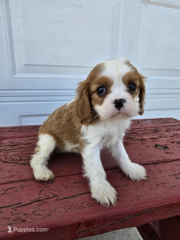 Sally – Cavalier King Charles Spaniel puppy for sale in Grabill, IN