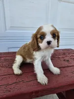 Sally, a female Cavalier King Charles Spaniel for sale in Grabill, IN – Photo 1 of 8