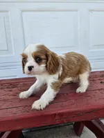 Sally, a female Cavalier King Charles Spaniel for sale in Grabill, IN – Photo 5 of 8