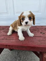 Sally, a female Cavalier King Charles Spaniel for sale in Grabill, IN – Photo 8 of 8