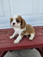 Sally, a female Cavalier King Charles Spaniel for sale in Grabill, IN – Photo 6 of 8