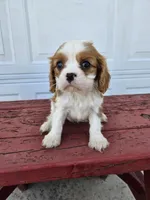 Sally, a female Cavalier King Charles Spaniel for sale in Grabill, IN – Photo 7 of 8