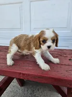 Sally, a female Cavalier King Charles Spaniel for sale in Grabill, IN – Photo 4 of 8
