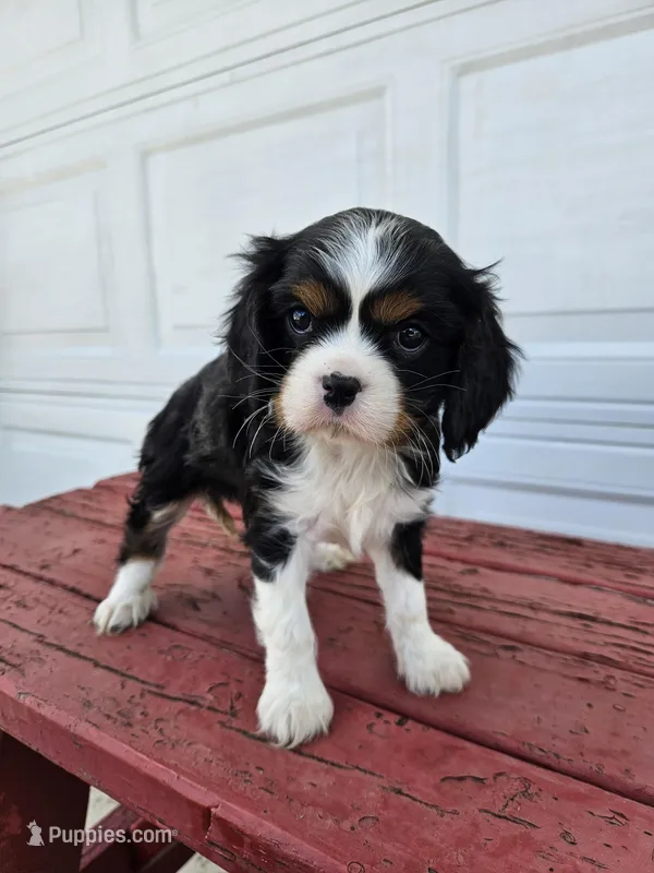 Tina – Cavalier King Charles Spaniel puppy for sale in Grabill, IN