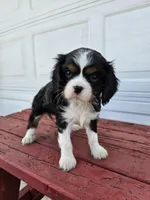 Tina, a female Cavalier King Charles Spaniel for sale in Grabill, IN – Photo 1 of 8